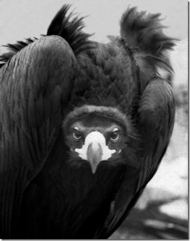 buitre-negro