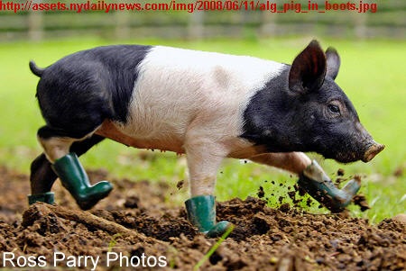 [alg_pig_in_boots[3].jpg]