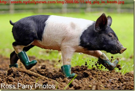 alg_pig_in_boots