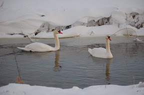 "Het kleine Paradijs" natuur in de omgeving : zwanen in de winter