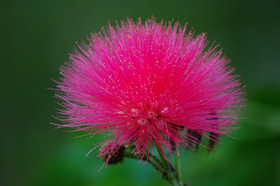 calliandra