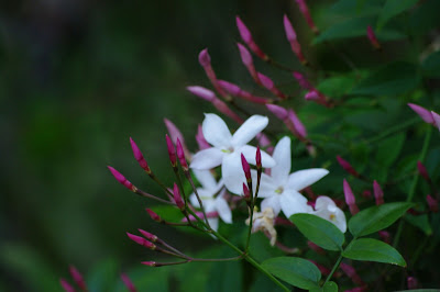 jasmin