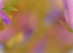 Daffodil.jpg Daffodil