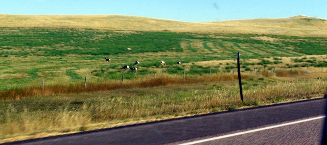 [Wyoming201034.jpg]