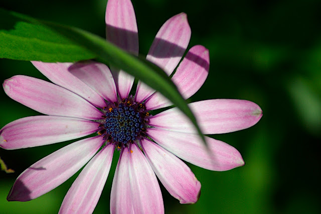 Bridge of Flowers, Shelburne, MA.  June 2007 (Pentax K10D)