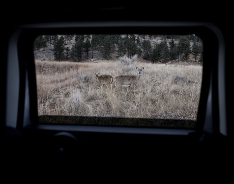 nk_deer