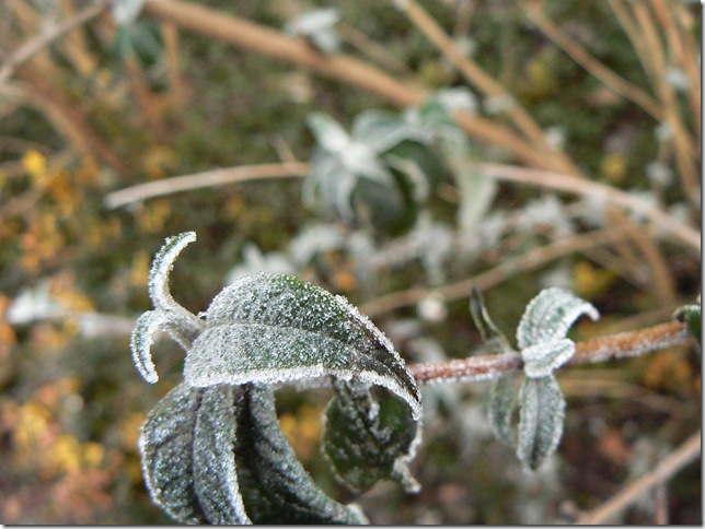 Ice on plants