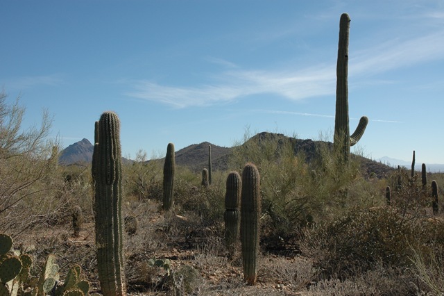 [Tucson 026[3].jpg]