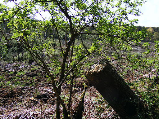 DSCF1012.zhuDYcRmguGB.jpg
