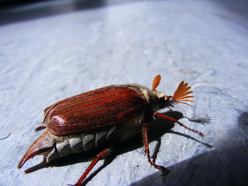 DSCF1009.CIy7SIMEEyuW.jpg