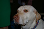 Gypsy used to be our Dog but we gave her to LK after she chewed through a bunch of cables in my old office.