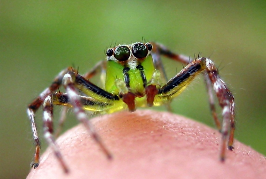 Jumping Spider