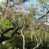 Beads grow on trees in "Nawlins"