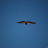 Condor