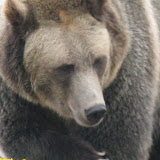 Grizzly Bear