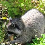 Stanley Park in Vancouver - I don't think they're scared