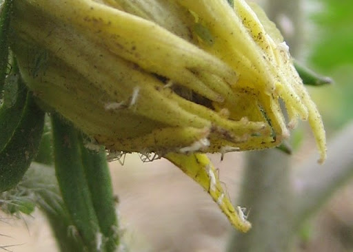 These white flies or aphids are covering our tomato plants