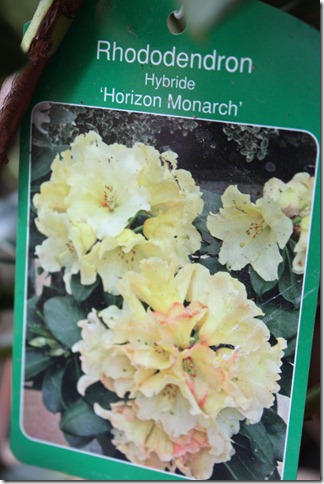 rhododendron horizon monarch