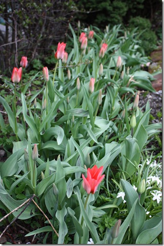 tulipanblomstring