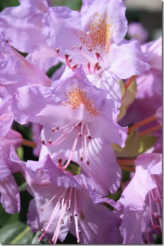 lilla rhododendron