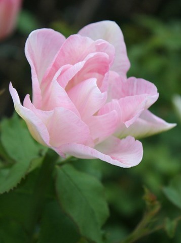 [IMG_7205[7][7].jpg]