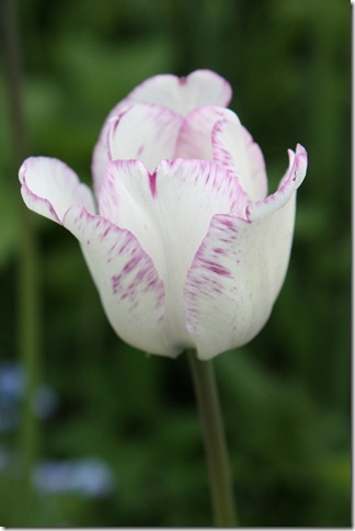 [IMG_7186_thumb[4][4].jpg]