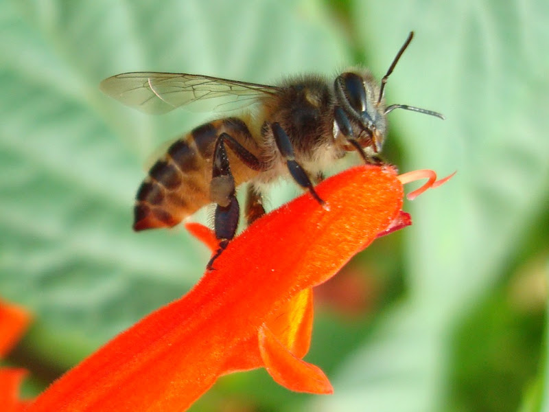Honey Bee at Lalbagh - I Honey Bee at Lalbagh - I
