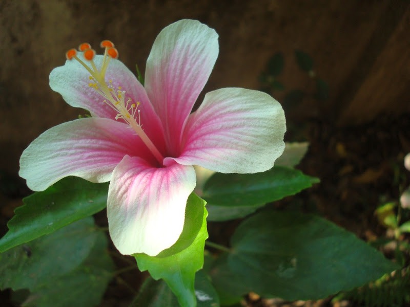 Hibiscus Flower