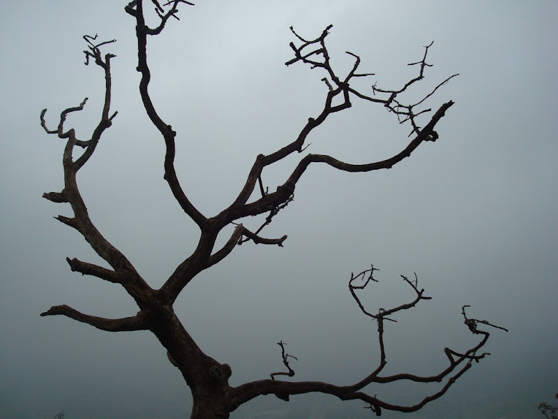 Dry Tree & a Foggy Background @ Siddara Betta Dry Tree & a Foggy Background @ Siddara Betta