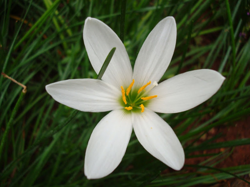 The White Beauty @ Bannerghatta National Park