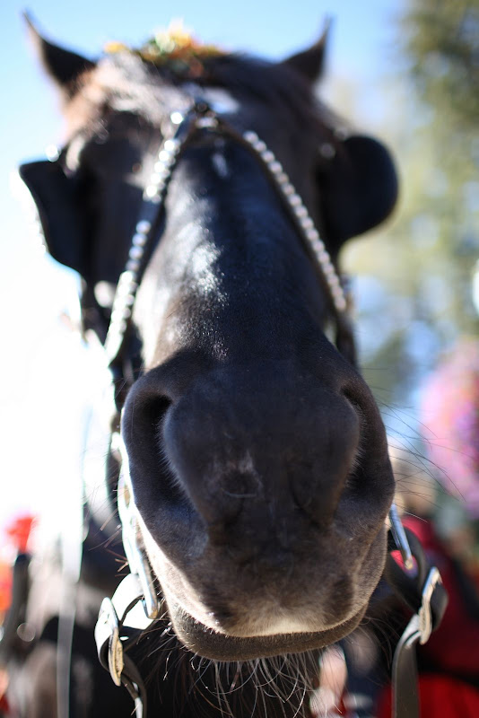 IMAGE: http://lh4.ggpht.com/_UOzmnz_ogN0/RxWRKpNECcI/AAAAAAAAARg/6ZGqkbRavPg/s800/_MG_6774.JPG