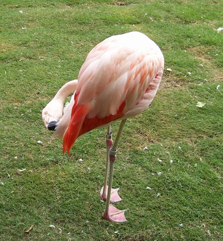 [zoo day199 - flamingo[3].jpg]