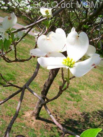 [on parkway dogwoods and spring 2010-04-10 070bweb[9].jpg]