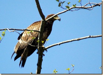 eagleblog2