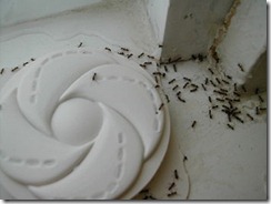 Argentine_ants_accessing_trap