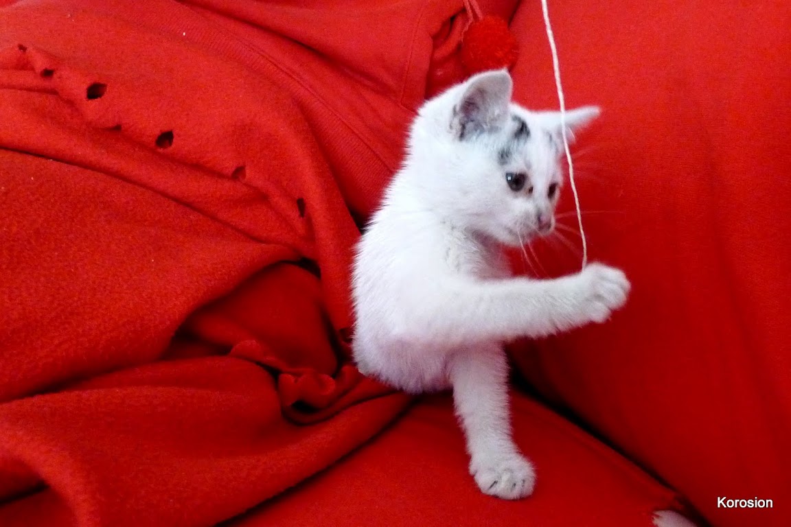 http://lh4.ggpht.com/_UW9LlEfvOlo/TIIAPXlsVJI/AAAAAAAAAhg/mfdNDIGqPpE/s1152/melusine.jpg