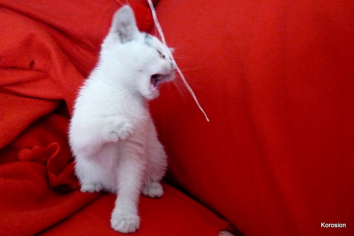 http://lh4.ggpht.com/_UW9LlEfvOlo/TIIAPlFrt4I/AAAAAAAAAhk/wyyD9YeJES4/s1152/melu2.jpg