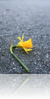 A fresh, cut daffodil lying on the road