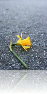 A fresh, cut daffodil lying on the road A fresh, cut daffodil lying on the road