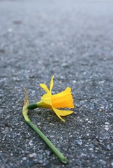 A fresh, cut daffodil lying on the road A fresh, cut daffodil lying on the road