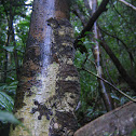 gecko uroplatus