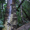 gecko uroplatus