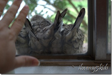 snuggling doves