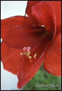 Amaryllis