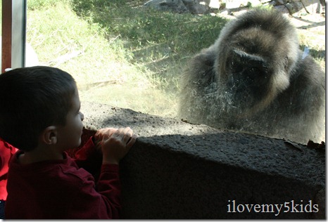 Gorilla vs 4 year old