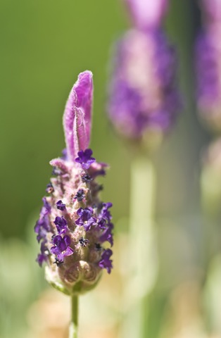 [flowers 7-09 (4 of 4)[3].jpg]
