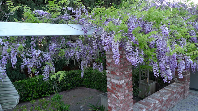 top 28 are wisteria roots invasive top 28 are wisteria roots invasive bonsai beginnings top 28 are wisteria roots invasive top 28 are wisteria roots invasive bonsai beginnings
