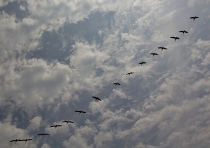 bird1 bird1