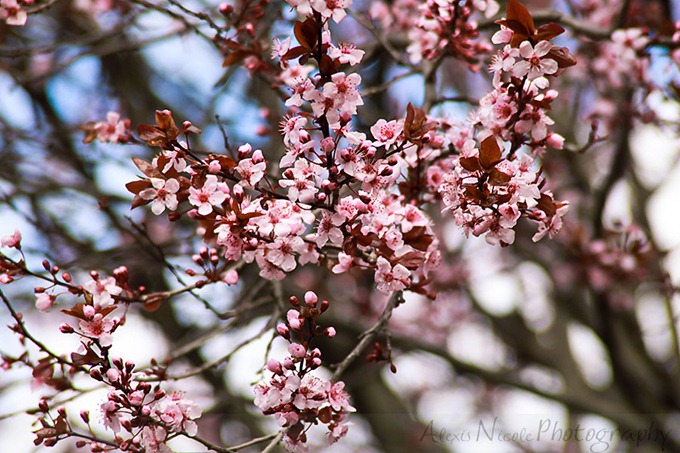 blooms-(3-of-19)