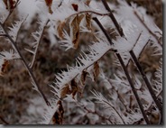 cold01062010-4 cold01062010-4